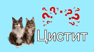 Цистит и мочекаменная болезнь у кошек//ПРИЧИНЫ, ПРОФИЛАКТИКА, ЛЕЧЕНИЕ//