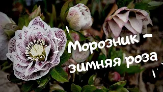 Морозник - зимняя роза