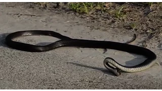 Snake Suicide | Amazing Video | Don't Miss It | Real Video