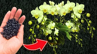 Natural black fertilizer, just a spoonful of orchids bloom continuously all year round