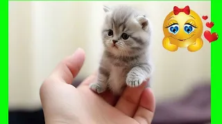 New Funny Videos 2024 😍 Cutest Cats and Dogs 🐱cats funny videos🐶 Part 43