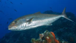 Facts: The Greater Amberjack