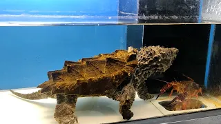 Snapping Turtle eat LOBSTER🦞🦞 LIVE FEEDING