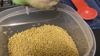 Baby Animals 🔴 Funny Parrots and Cute Birds Compilation (2020) Loros Adorables Recopilación #33