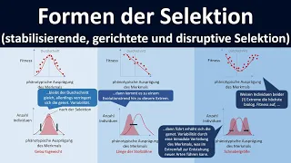 Formen der Selektion [stabilisierende Selektion, gerichtete Selektion, disruptive Selektion]