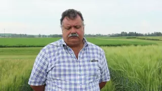 The Focus of Barley Research in Alberta