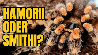 Brachypelma hamorii & smithi #01 - Die beiden Tiere ziehen ein