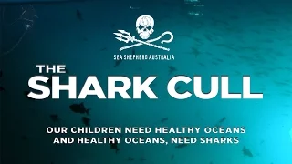 The Shark Cull