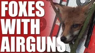 Fieldsports Britain - Foxes with airguns