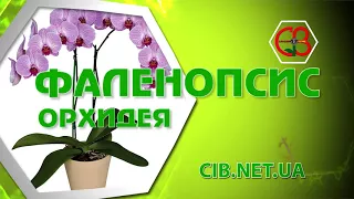 Phalaenopsis - Орхидея Фаленопсис - самая неприхотливая
