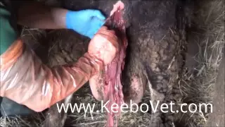 Retention Of Placenta In Cattle Of 3 Days After Delivery, Perform By Veterinary Doctor