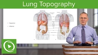 Lung Topography – Anatomy | Lecturio