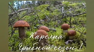 Карелия. Грибной сезон! Первый раз столько грибов! #подпишись #карелия #грибы