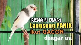 Kenari Gacor Cuit cuit Ngerol speed Rapat Seperti ini, Ampuh uTk Pancingan Kenari Diam Susah Bunyi