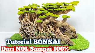 How to Make an Aquascape Bonsai From Senggani Roots