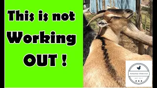 ❎ When Goats Are Bullies | How Do You Handle Aggressive Goats ?