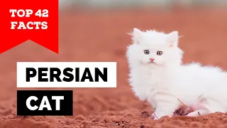 99% of Persian Cat Owners Don't Know This