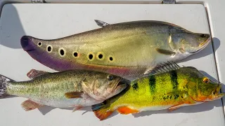 INVASIVE vs NATIVE Fish...Catch Clean Cook (Clown Knife Fish, Peacock Bass, Largemouth Bass)