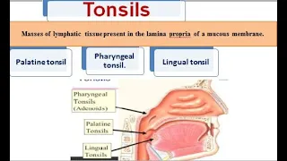 3 tonsils