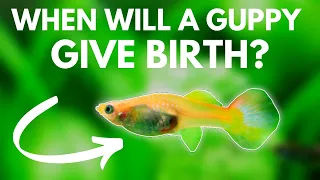 How to Tell When a Guppy Will Give Birth