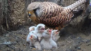 All Six Kestrel Chicks Hatch | Apollo & Athena | Robert E Fuller