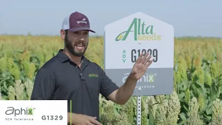 ADV G1329 Grain Sorghum Adds Aphid Tolerance and a Yield Bump For Your Acres