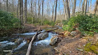 Beautiful sights and sounds - spring arriving in Frederick municipal forest! #hiking #nature #spring