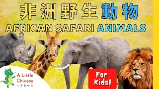 20 Amazing African Safari Animals + Song in Traditional Chinese with Zhuyin 非洲野生動物 | For Kids