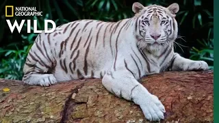 Global Tiger Day: See Why These Cats Earned Their Stripes | Nat Geo Wild