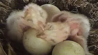 Barn Owls Gylfie & Finn's Chicks Hatch 🦉🐣🐣 | Gylfie & Finn | Robert E Fuller