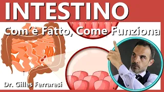 Intestino | Com'è Fatto, Come Funziona | Digestione, Assorbimento, Curiosità