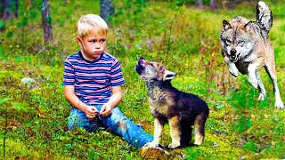 Мальчик спас умирающего волчонка в лесу! Но тут происходит ужасно, появляется волчица!