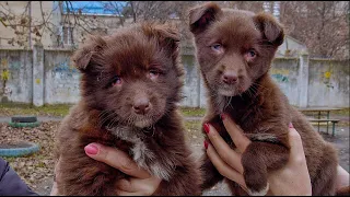 Someone Dumped Two Blind Puppies…