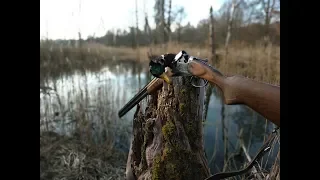 Весенняя охота на селезня и вальдшнепа. Селезня подманил на 20 м, а вальдшнеп почти в штык.