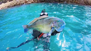 Spearfishing Moreton bay -Big bluebone