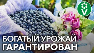 ЧЕМ ПОДКОРМИТЬ ГОЛУБИКУ для крупных и вкусных ягод?