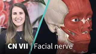 Anatomy Dissected: Cranial Nerve VII (facial nerve)