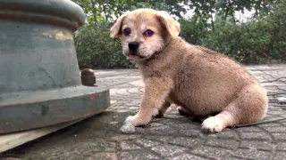 Stray Puppy was Found on a Deserted Road, Brought Home and Lovingly Cared for