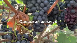 #ВиноградникЕлисеевых Одесский жемчуг