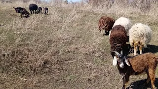 Открыли пастбищный сезон #animals #sheep #Pasture season #алтай #овцы #козы #пастбище #алтайскийкрай