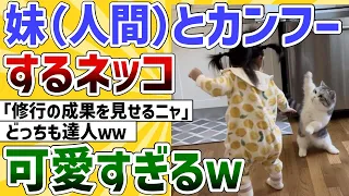 【2ch動物スレ】妹（人間）とカンフーするネッコが可愛すぎたｗ