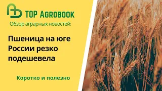 Пшеница на юге России резко подешевела. TOP Agrobook: обзор аграрных новостей