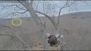 Dulles Greenway Eagle Cam: Rosa Out-Flies a Hungry Neighbor