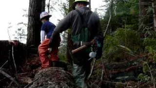Jake @ 9 Yrs Takes Down A Small Redwood