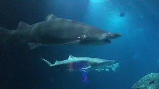 Sharks at Tennessee Aquarium