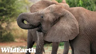 SafariLIVE Sunrise Safari -  08 April 2024