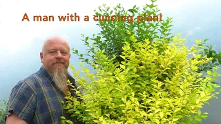 Graham Potter's Lost The Plot - Privet Bonsai Creation.