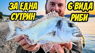 6 ВИДА РИБИ ЗА ЕДНА СУТРИН. КАКИТО ГИ РАЗБИ! МОРСКИ РИБОЛОВ В СЕВЕРНА ГЪРЦИЯ