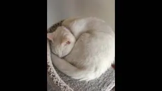 Deaf kitten woken up from nap surprise scream scare meow funny cat