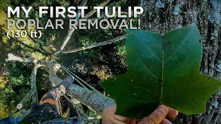 130ft Tall Tulip Poplar Removal In Pennsylvania